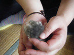 ニャンコが来た2.jpg