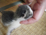 ニャンコが来た3.jpg