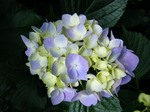 沿道の紫陽花.jpg