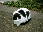 公園の猫.jpg