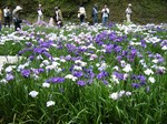 菖蒲園1.jpg